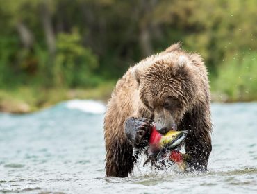 A landscape photo of a Kamchatka brown bear catches a massive salmon.