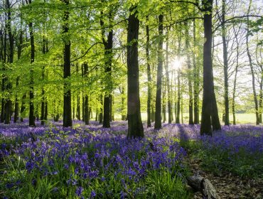 Bluebell Wood At Dawn