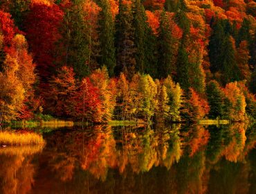 Autumn scenery at the lake, reflection in the water of colorful, vibrant forest trees