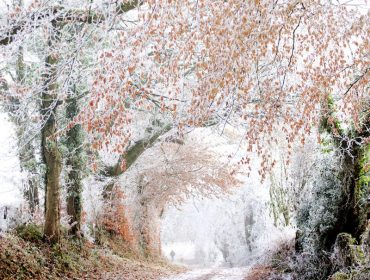 A heavily frost covered country road.