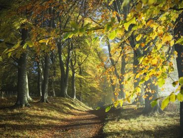 Dirt track through colourful autumn woodland with dappled sunlight - Ross-shire, Scotland, UK.